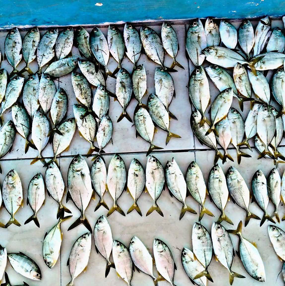 Mancing garong #mancingmania #fishing | Koko Cipit | Facebook