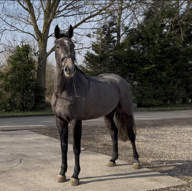   Cheeky Pink “Set” Tiggy 🩷 CABRIO Z x WUP Tiggy is a full up 16.3 Iron grey mare. 5