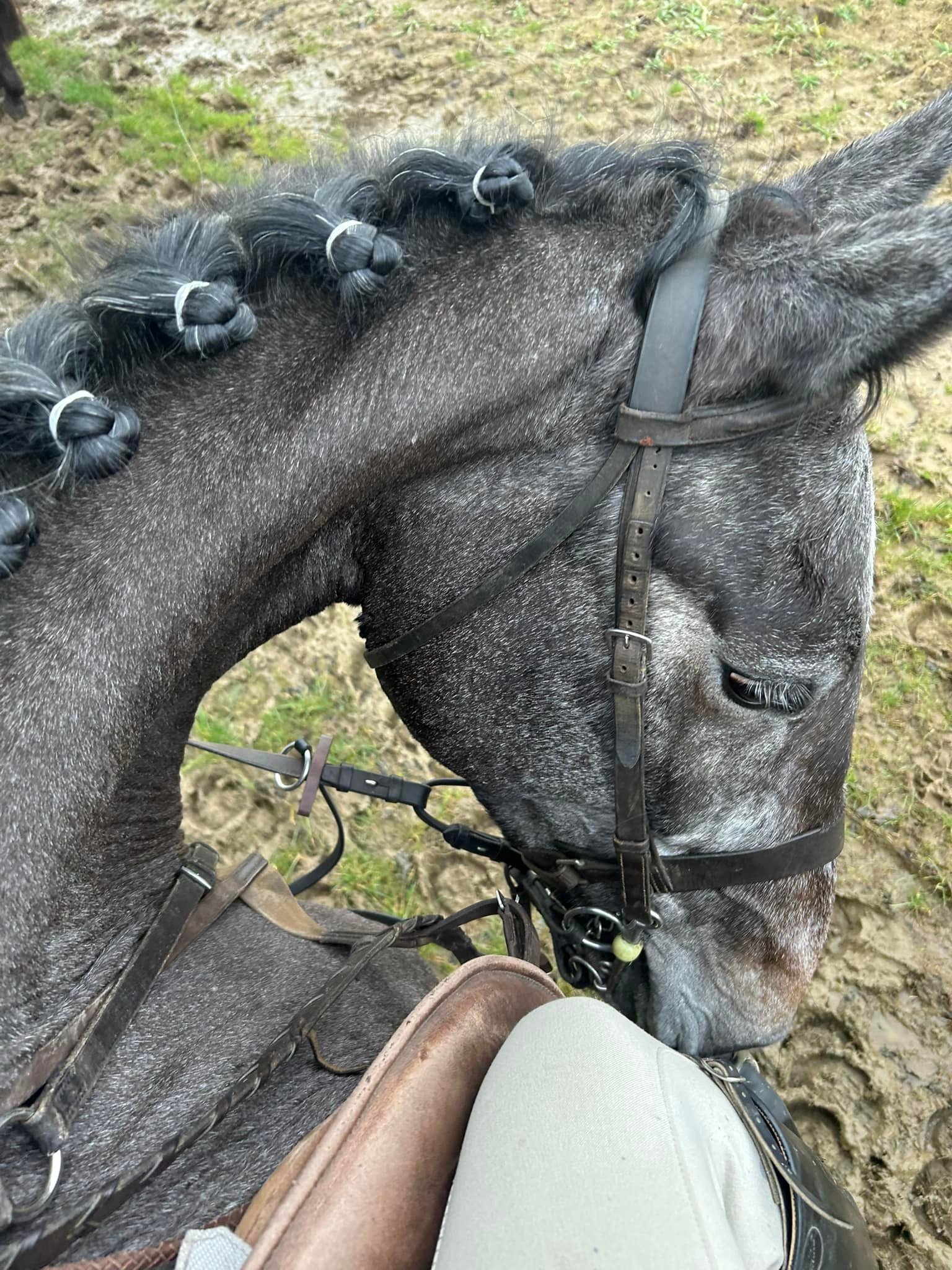 Tiggy 🩷 CABRIO Z x WUP Tiggy is a full up 16.3 Iron grey mare. 5