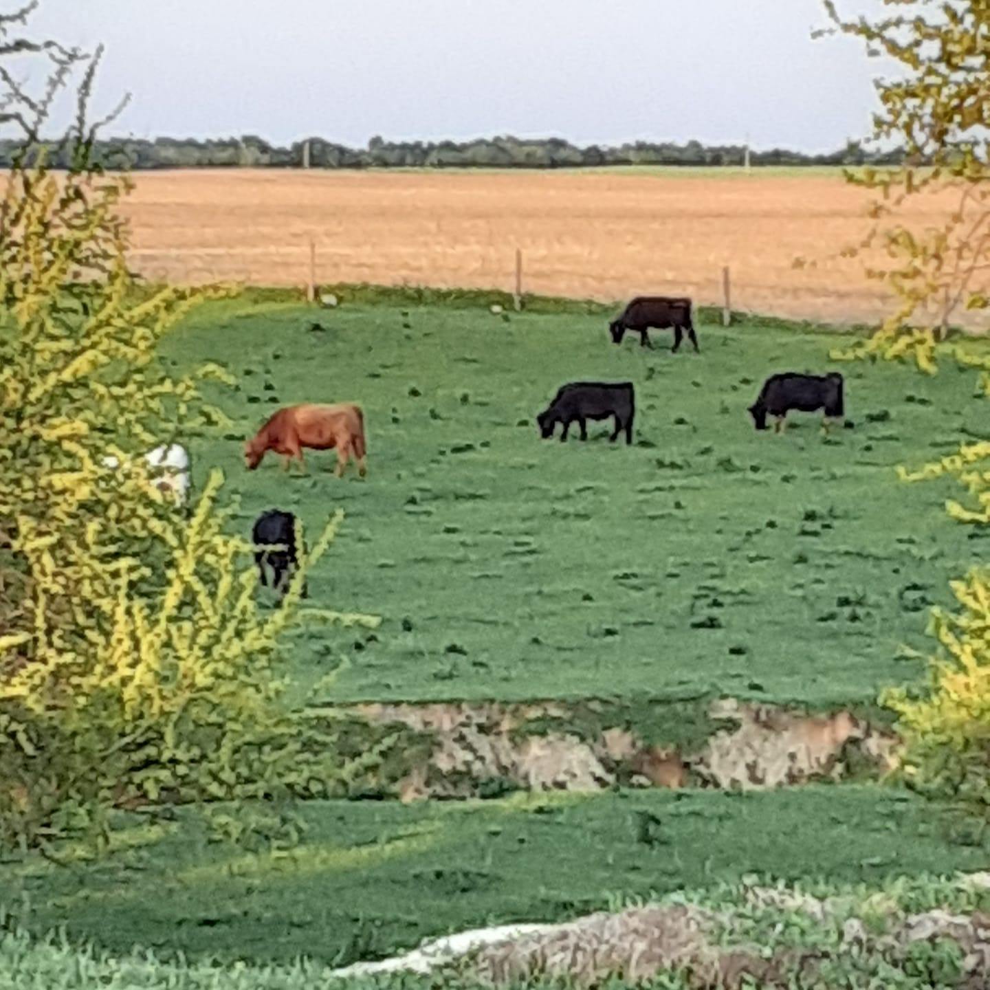 Sanders Show Cattle | Columbus IN