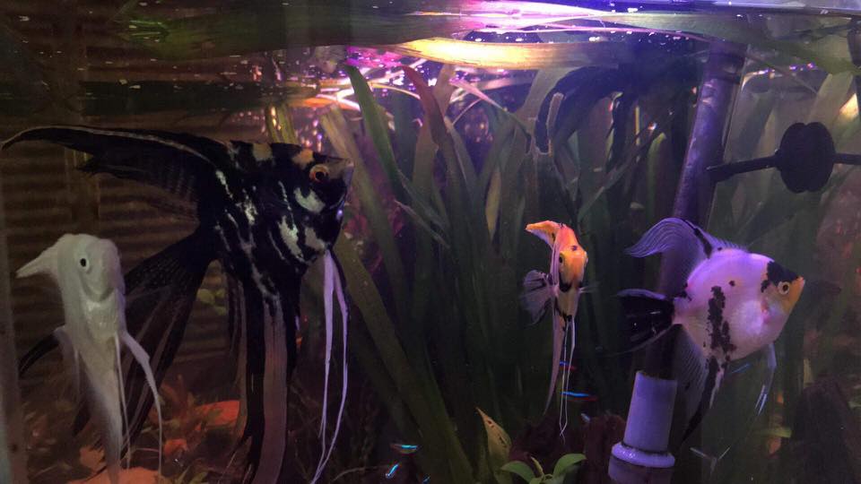 Aztec Aquarium - A big thank you to Sheryl for sending... | Facebook