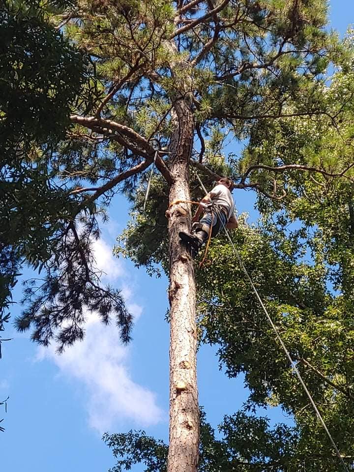 Sharp's Tree Service
