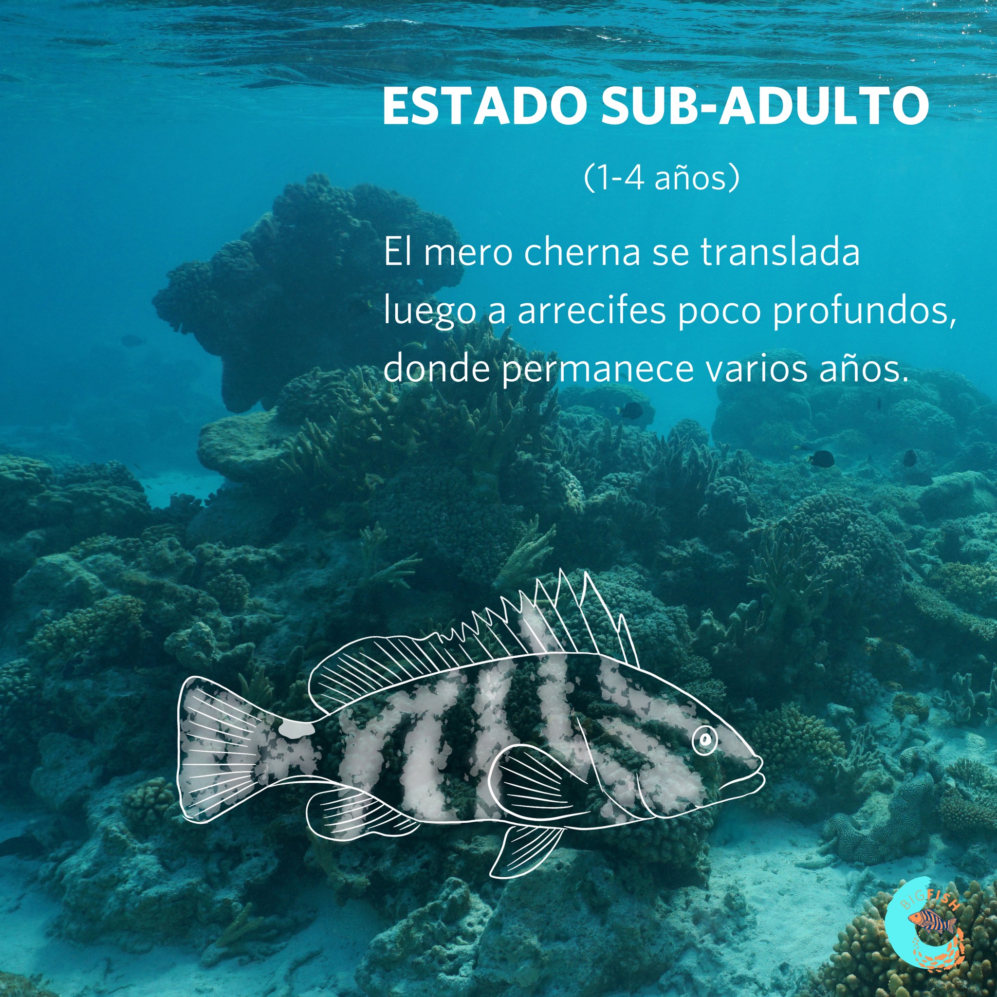 ES - ¿Sabías que el mero cherna vive... - Big Fish Initiative | Facebook