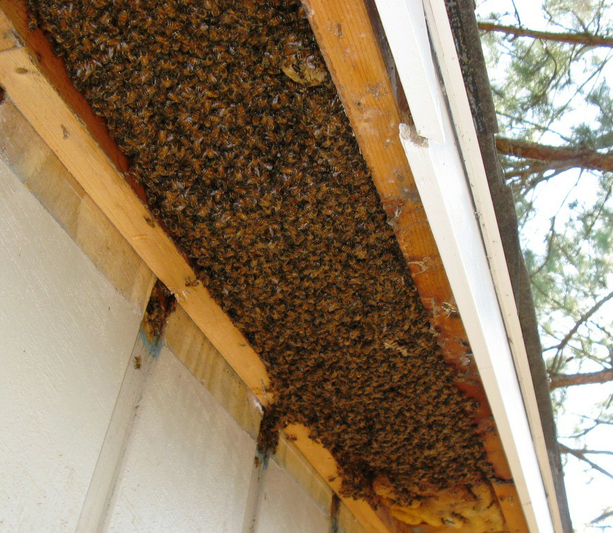 Bee Busters DFW | Seagoville TX