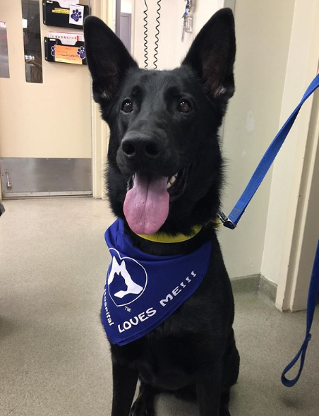 ️ Our hearts go out to all of... - VCA Blum Animal Hospital