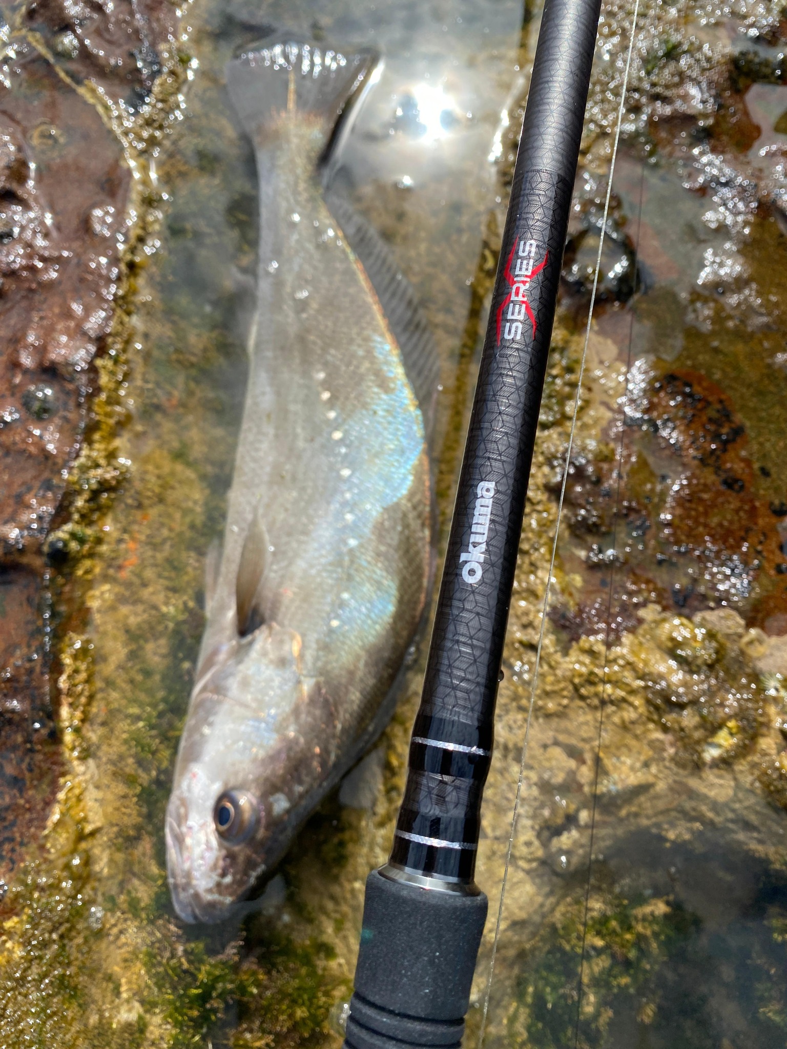 okuma dropshot rod Evx Technique Specific Lightweight Graphite Bass Rod- EVX-C-7101XHb : Sports & Outdoors The Seaguide HSC Hyper Sensitive Carbon Reel Seat and Fuji VSS Reel Seat provide a comfortable grip Louisiana Sportsman