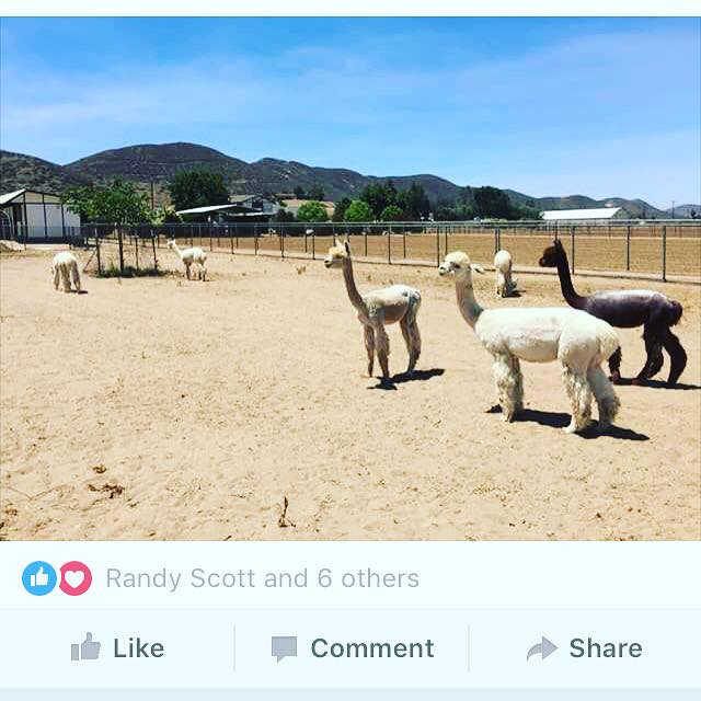 Diamond Valley Alpacas | Redmond OR