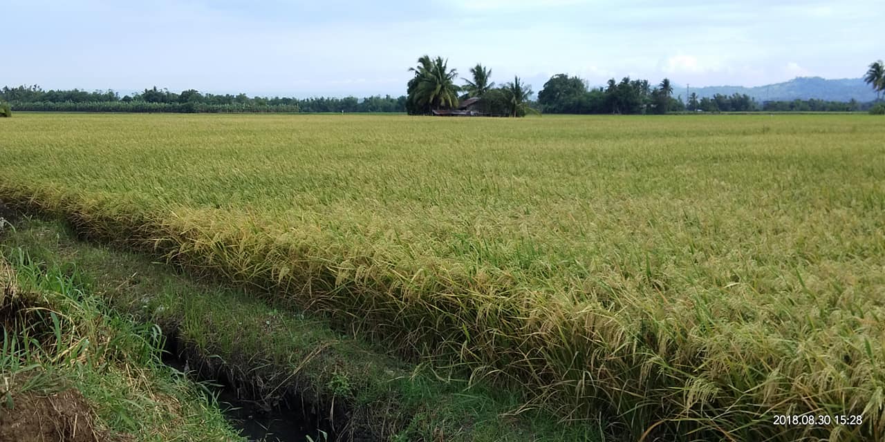 SeedWorks TH82 Hybrid Rice... - SeedWorks Philippines, Inc.
