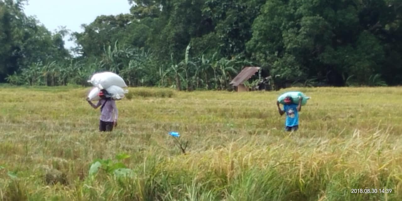 SeedWorks TH82 Hybrid Rice... - SeedWorks Philippines, Inc.