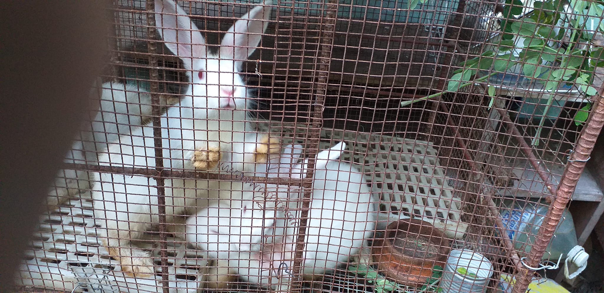 Masuerte Rabbitry