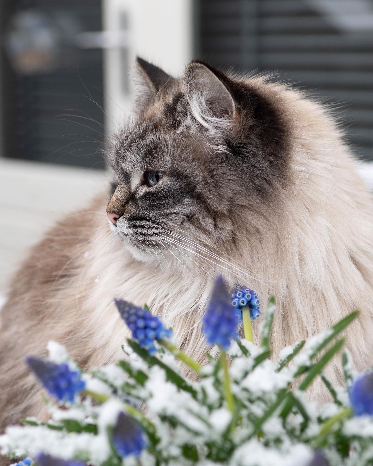 Junethekitty
