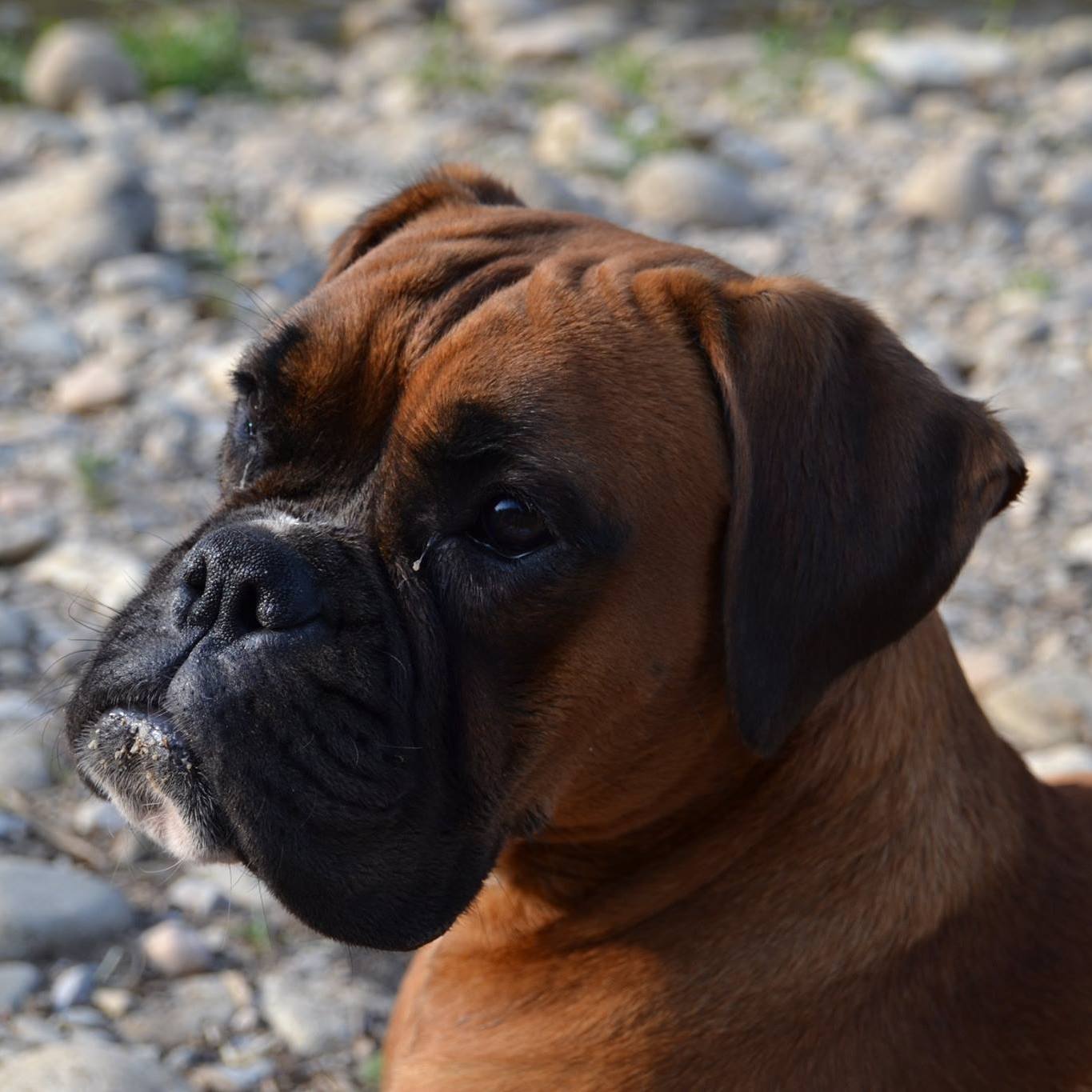 Boxer: Élevage De la... - Boxer: Élevage De la Grange Du Four