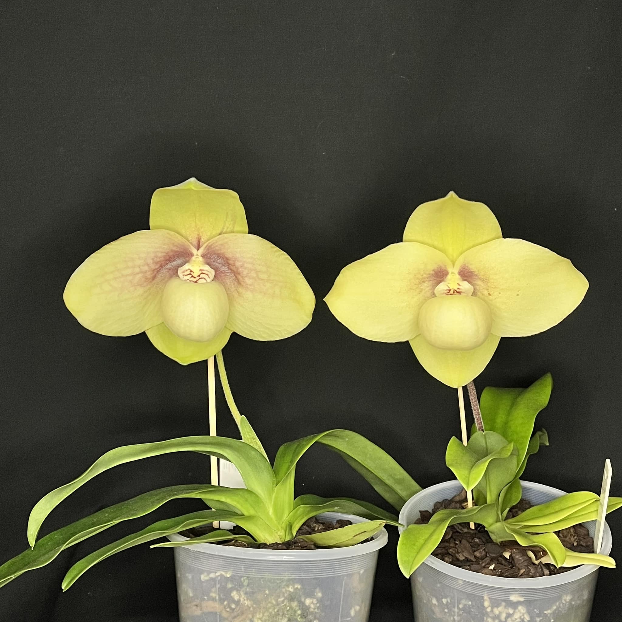 Paphiopedilum armeniacum x Paphiopedilum hangianum