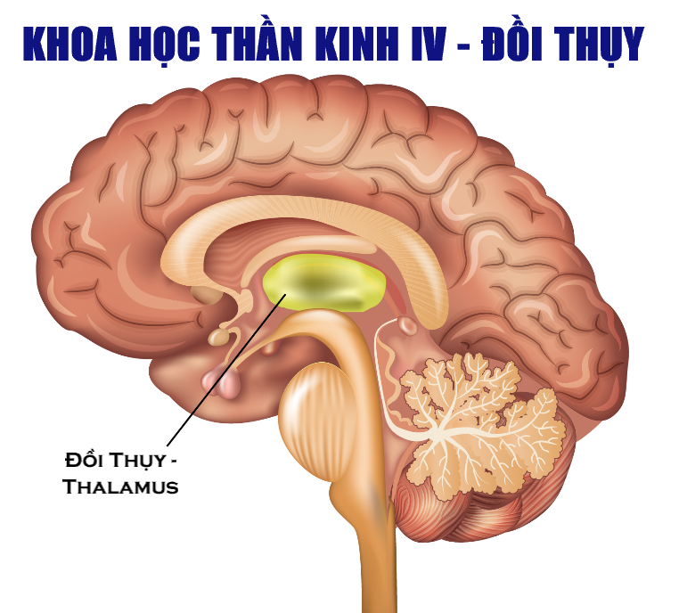 A Happy - KHTK PHẦN 4 - VỊ TRÍ VÀ CHỨC NĂNG CỦA ĐỒI THỊ ...