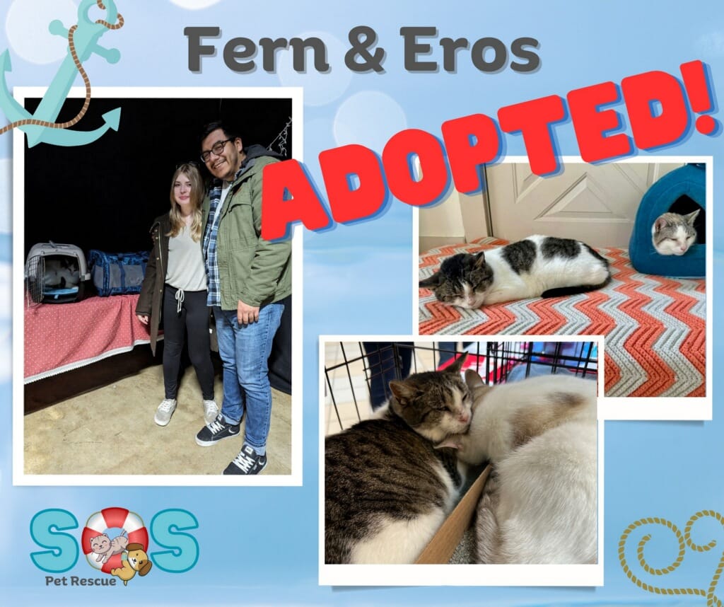 SOS Pet Rescue - Happy news!!! Eros and Fern were adopted... | Facebook