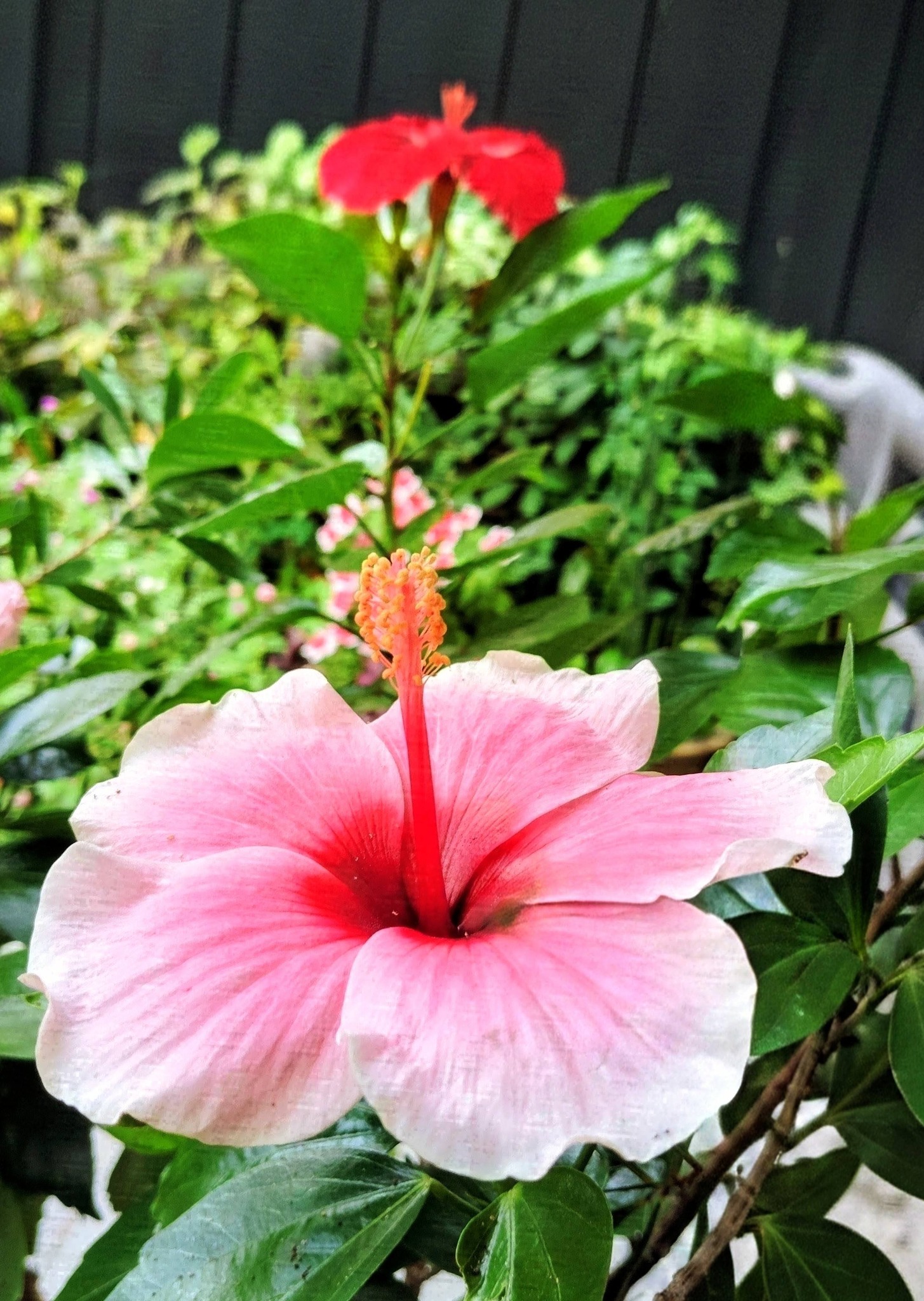 今朝の鉢植えのハイビスカス🌺です😊今日も宜しくお願いします😌