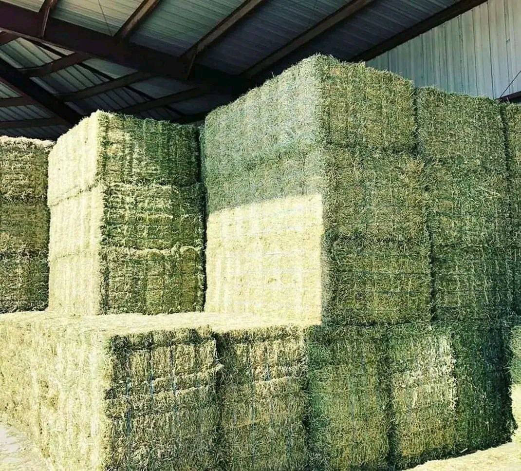 Curated visual reference: Gallery Detail: Timothy Orchard And Alfalfa Hay Mixed Grass