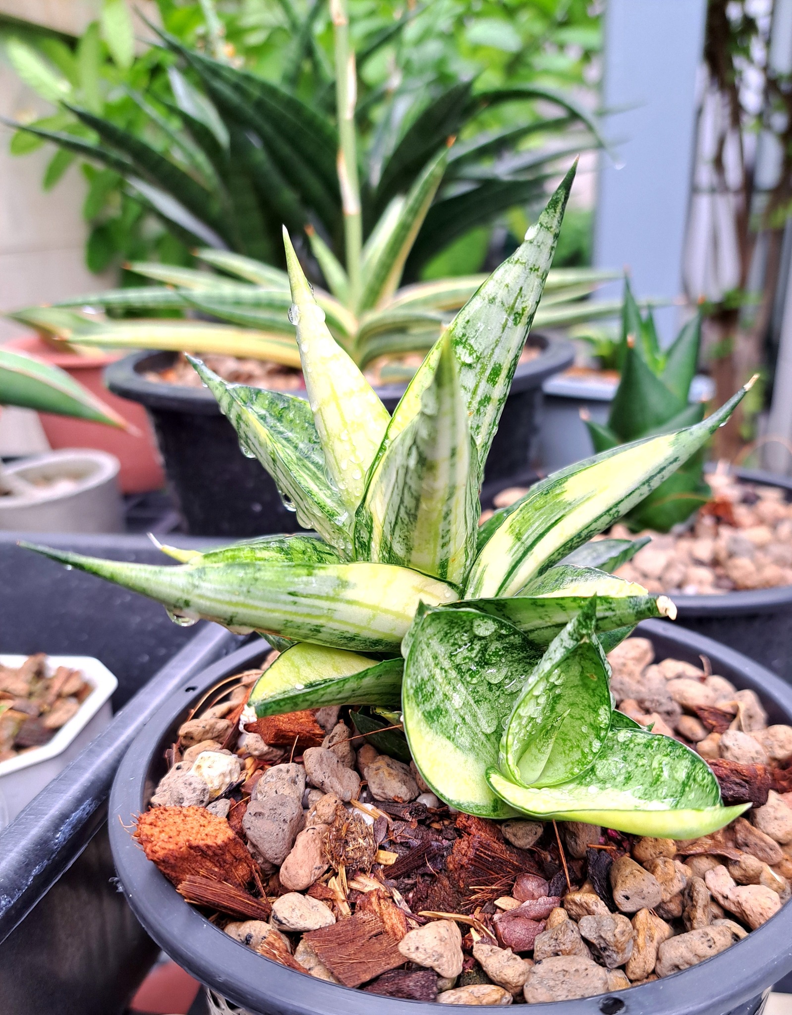 Sansevieria Black Pearl var plant
