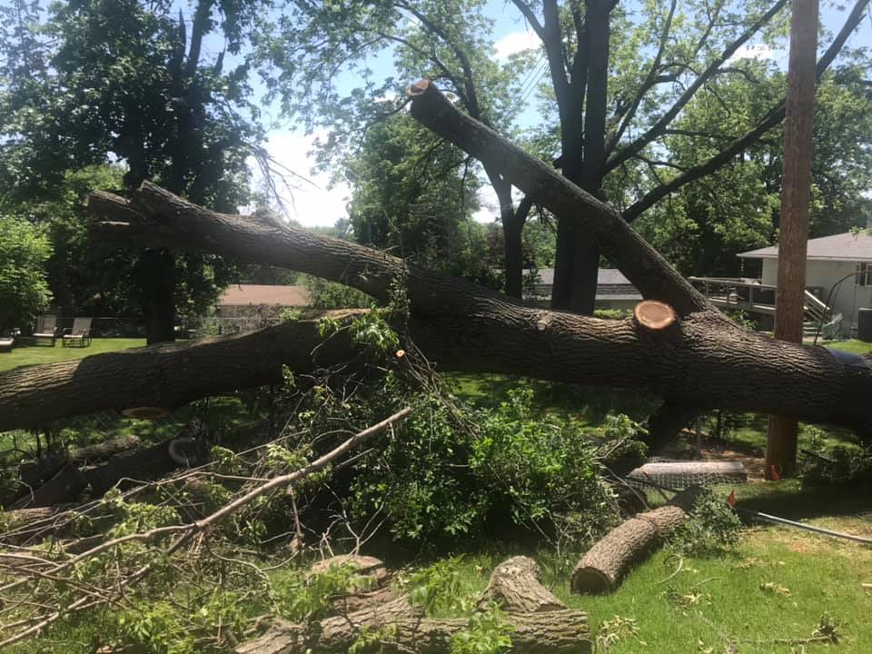 Hamilton Family Tree | Rochester MN