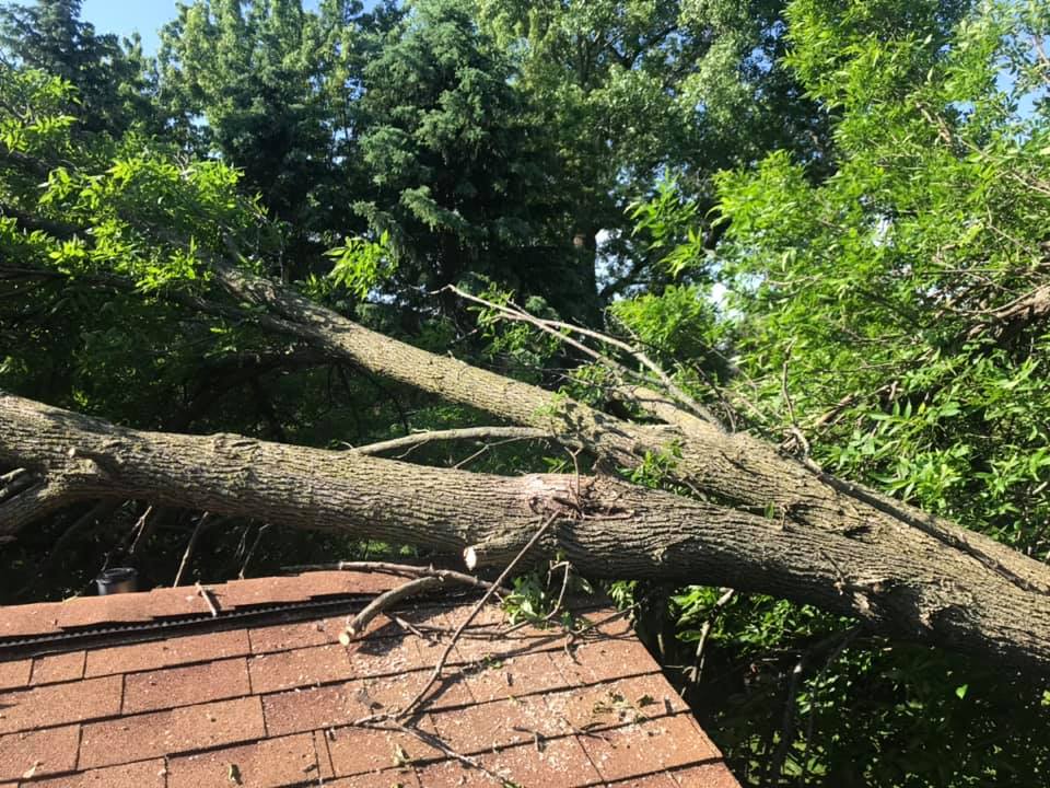 Hamilton Family Tree | Rochester MN