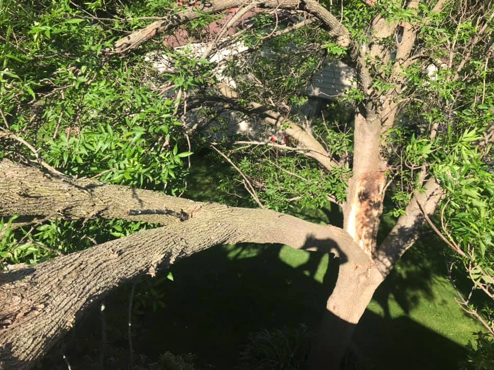 Hamilton Family Tree | Rochester MN