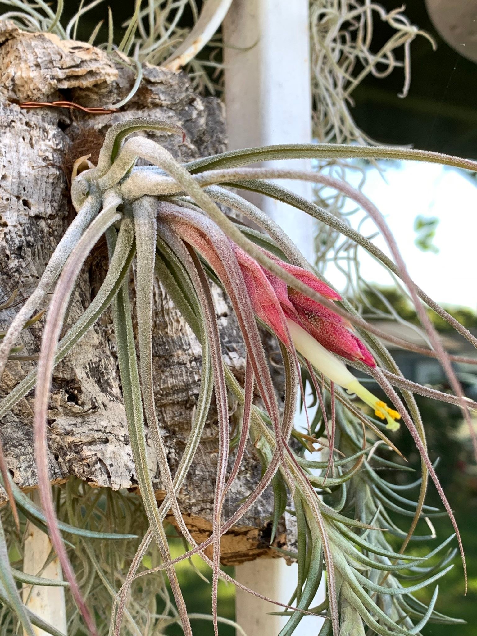 Tillandsia 'Showtime' x seleriana