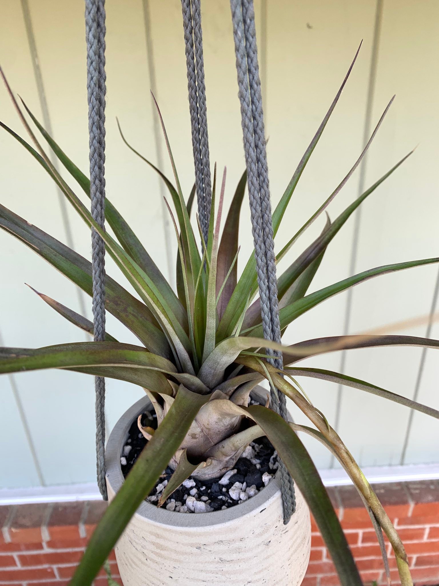 Tillandsia 'Showtime' x seleriana