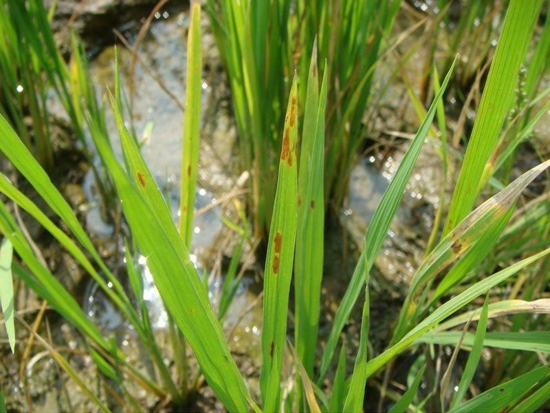 Zinc Deficiency Symptoms in rice... - Milan Agro-Vet Center | Facebook