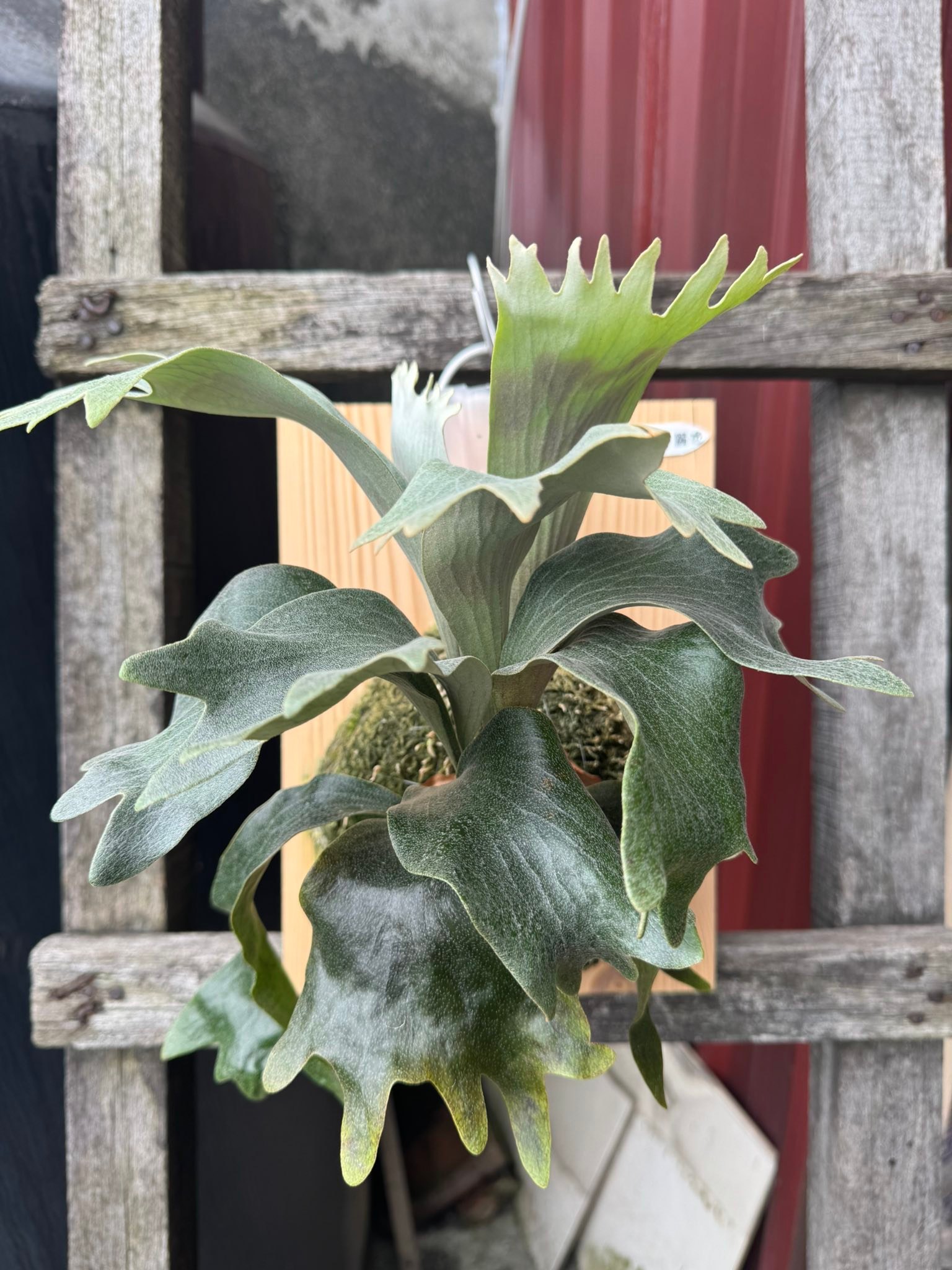 P.Nokogiri （獅子葉） OC 長期養生 瓏蕨植栽（日本太郎）P.Nokogiri 日本小型深綠鹿角蕨3.5寸盆正側芽￼圖