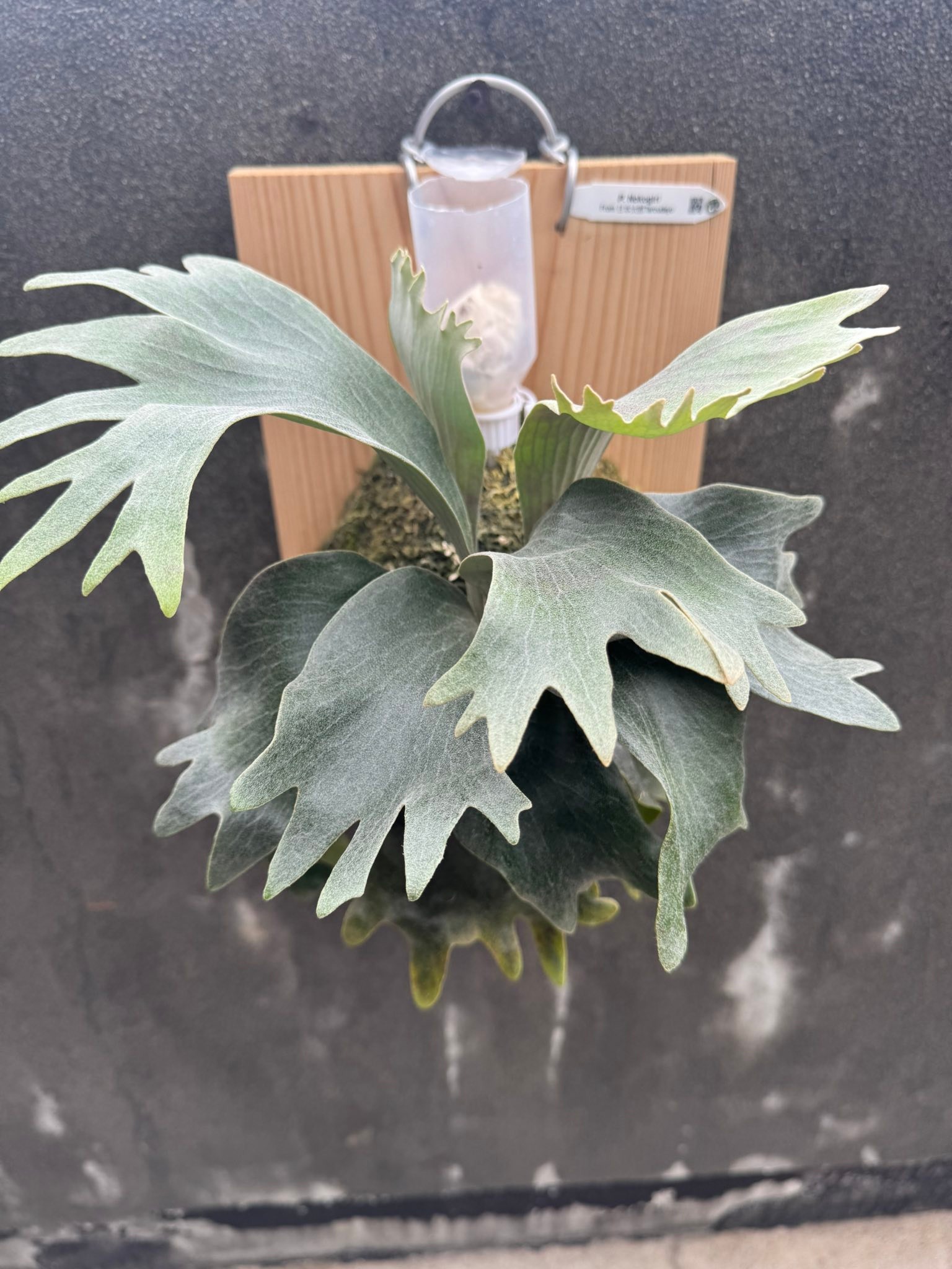 瓏蕨植栽（日本太郎）P.Nokogiri 日本小型深綠鹿角蕨3.5寸盆正側芽￼圖