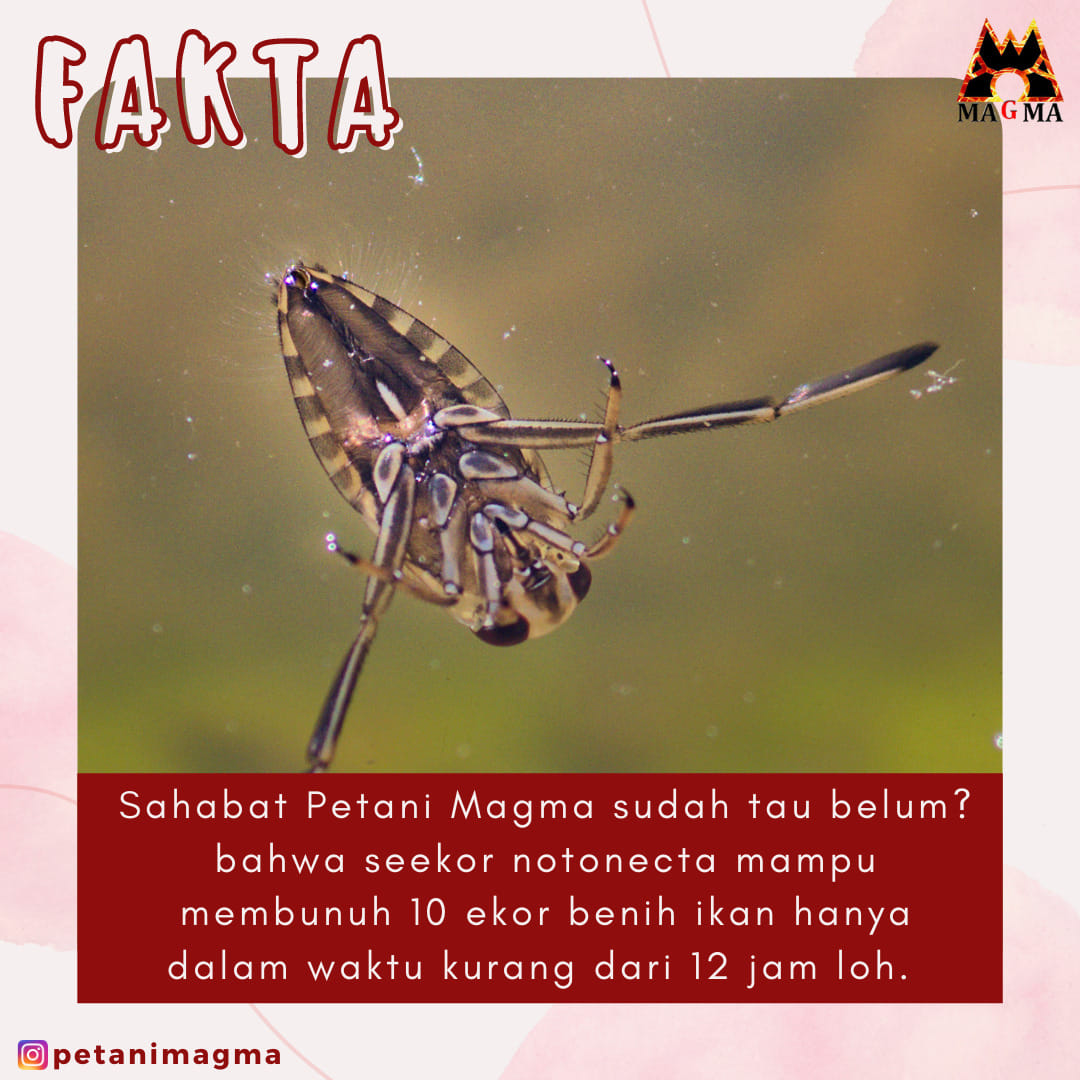 Petani Magma | Cirebon