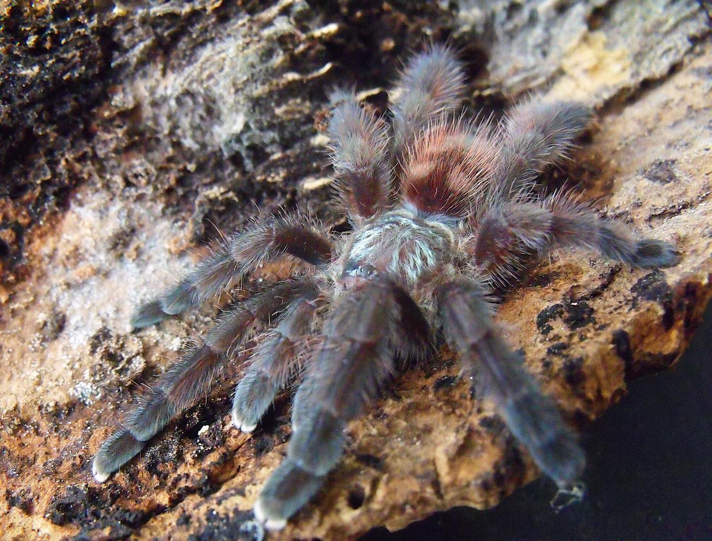 spiders-world-dzi-pod-obiektyw-wpad-a-kolejna-samiczka-caribena