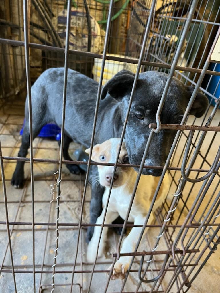 Missions of Mercy Rescue