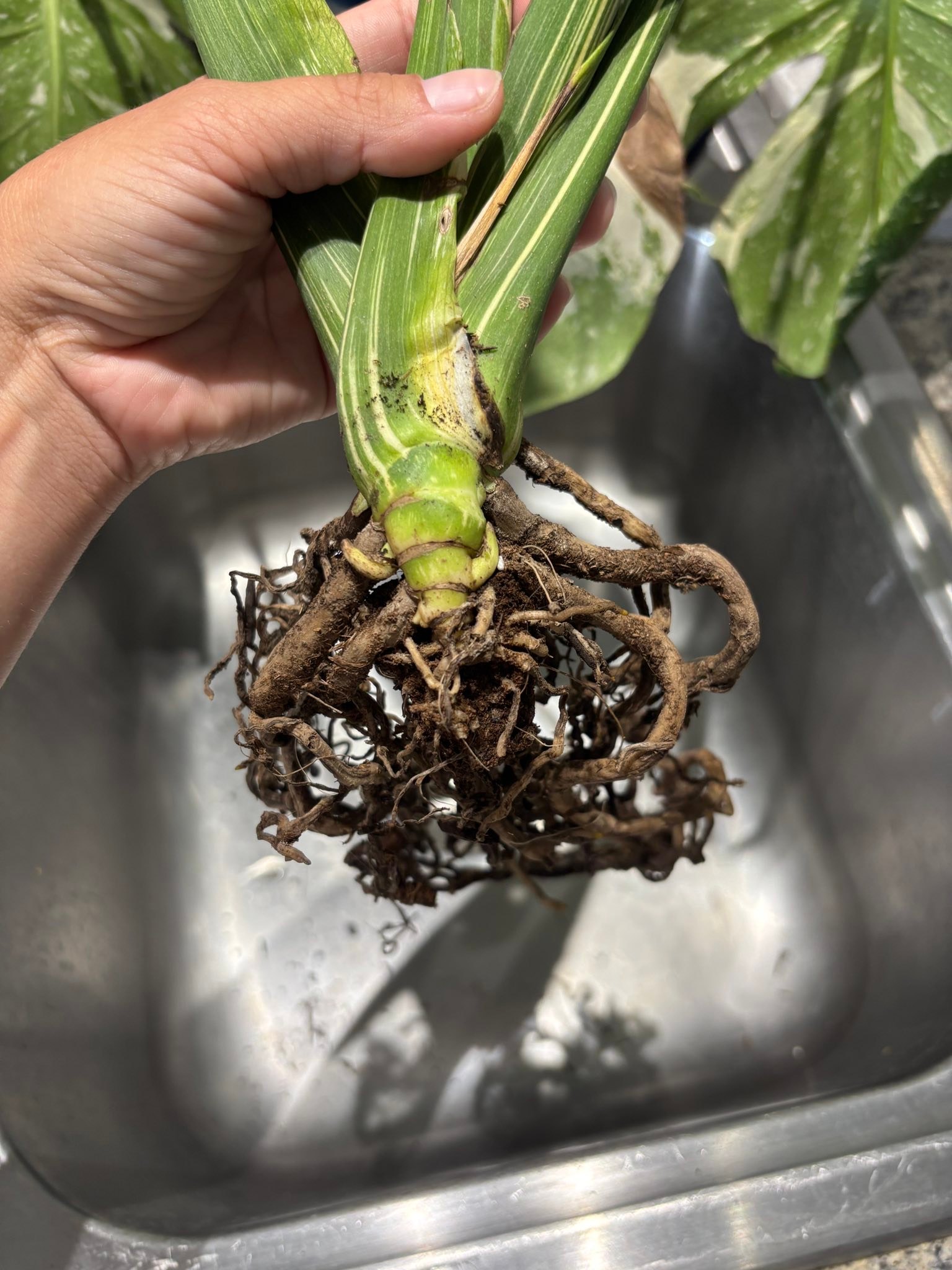 Can a plant with soft roots be saved?