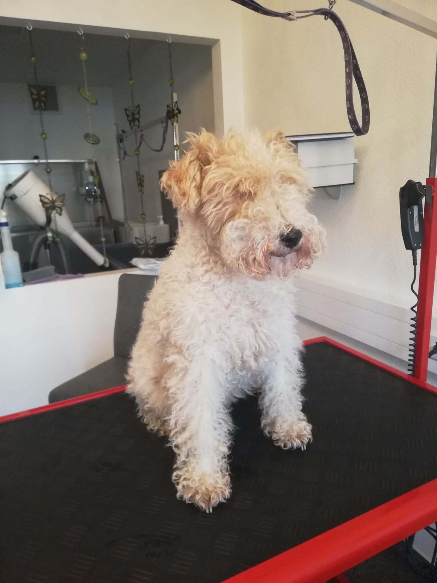 Bianca Seidl Wuffis Hundestudio - Maxi noch mit Wuschelhaare 🤣🤣🤣 Andrea ...