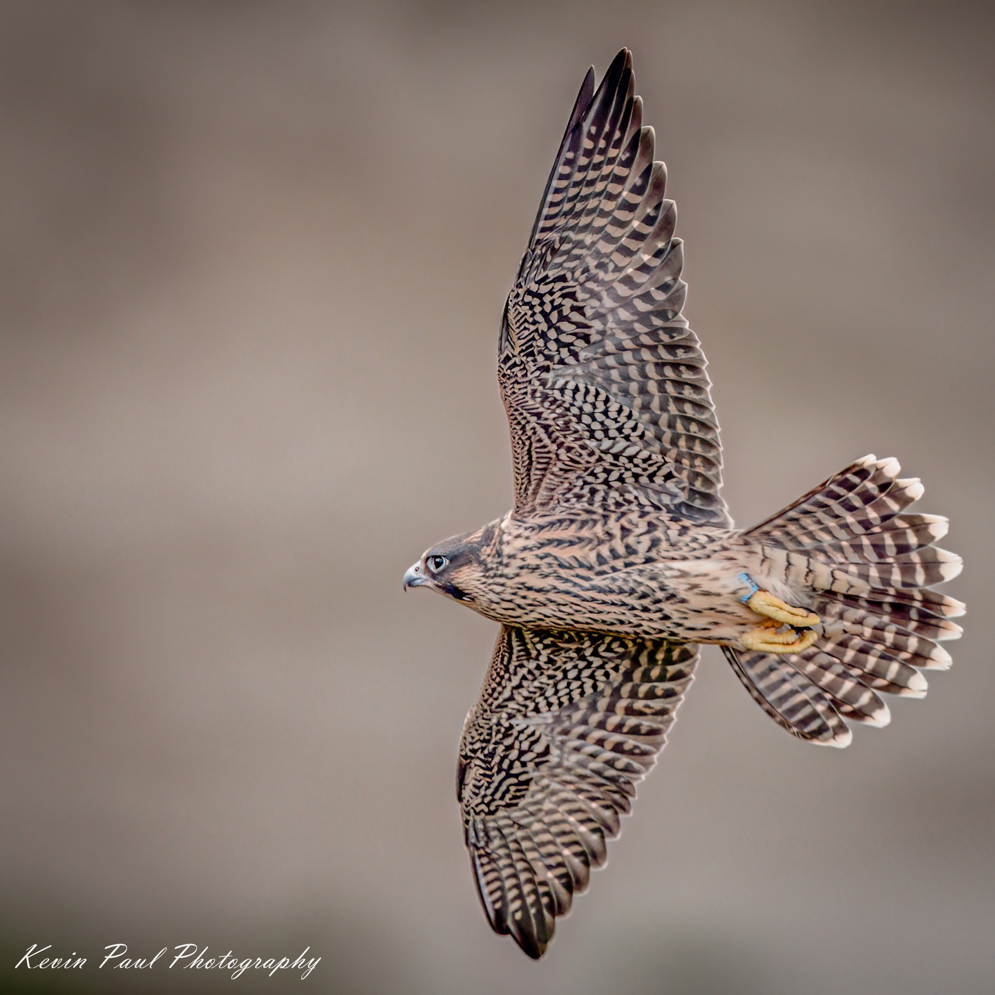 Kevin - Peregrine Falcon juvenile #peregrine #raptors #birdofprey #nuts ...
