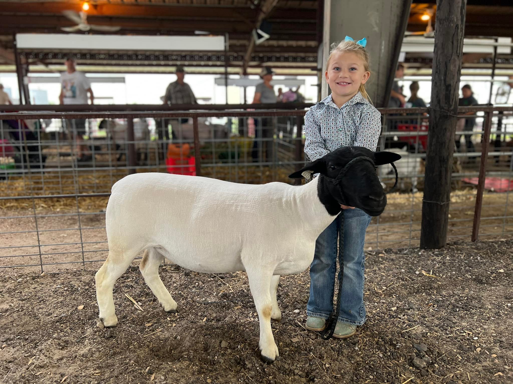 7M Ranch - 🐑 Cora and Rosita had a great showing in the... | Facebook