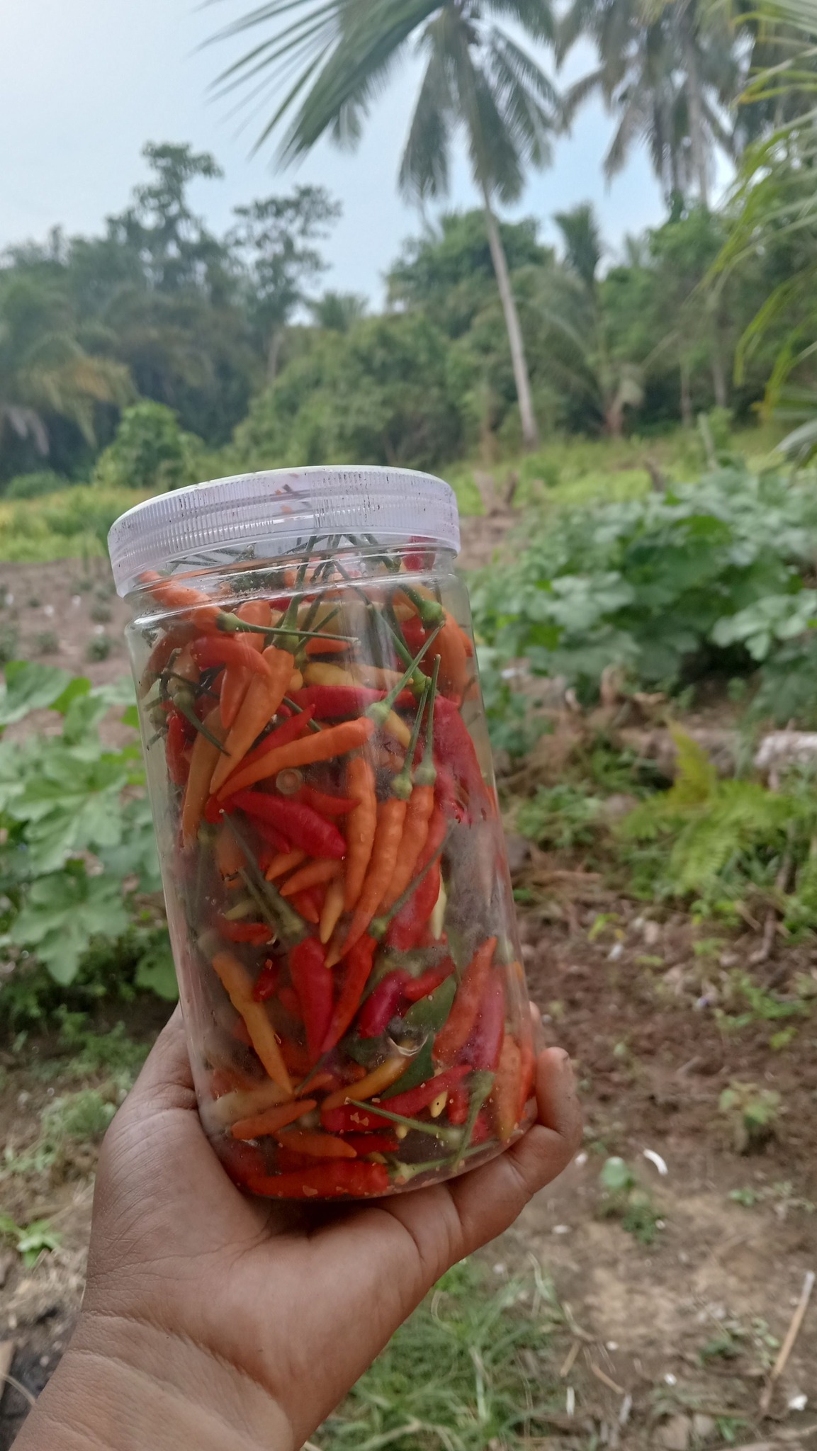 Kalsum - Hasil dari jari lentikku menanam 😀 #panencabe #hasilkebun # ...