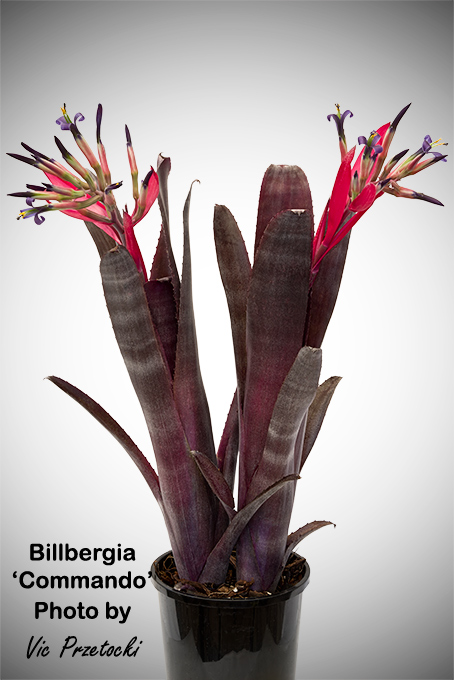 Billbergia 'Obi-Wan' bromeliad details