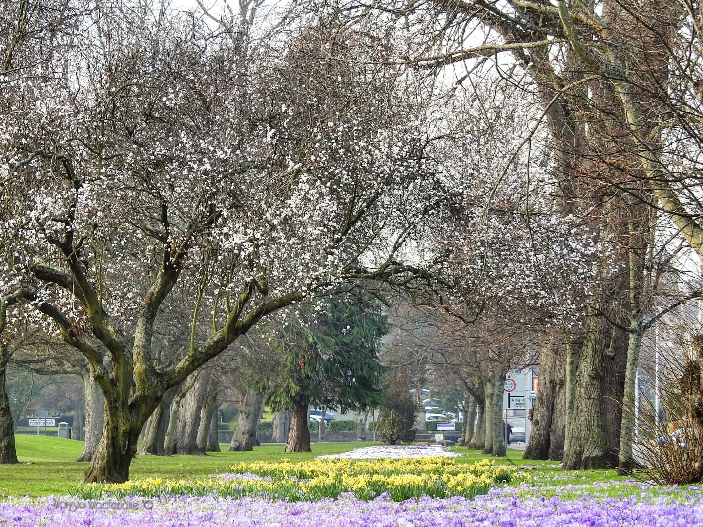Spring has definitely sprung in... - Perth City & Towns