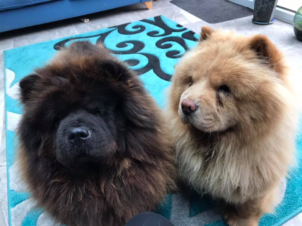 1st Choice House and Pet Sitting | Carlisle