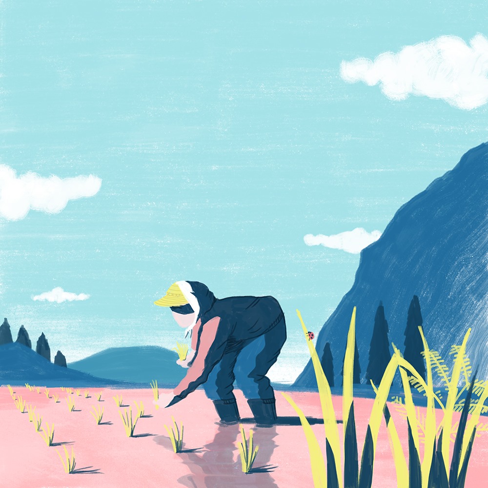 田植え / Rice planting... - Takahiro Suganuma Illustration