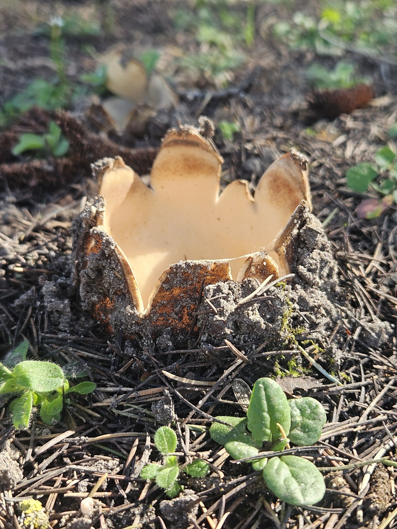 Cedar ground beetle fungus in Netherlands