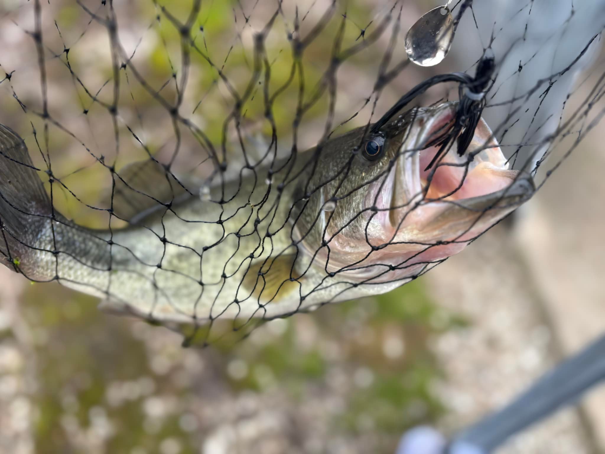 big net with few tiny fish Grepol-V for Fish Tank, Fine Mesh Aquarium Net 9-24 Inch Stainless Steel Long Handle, Extendable Fishing Tank Net for Fish Shrimp Tank, Pond, Creek (4 inch) inch handle gives you extra reach and control Caught a few small mouths