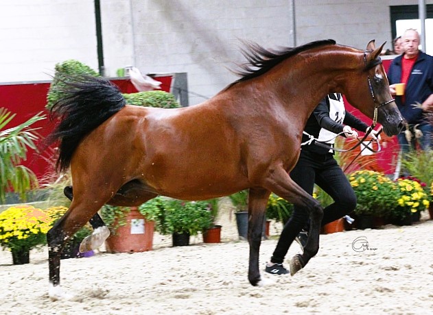 Verbandspremium Mare Arielle Sire: Besito Dam: Norkrons Fanny Born