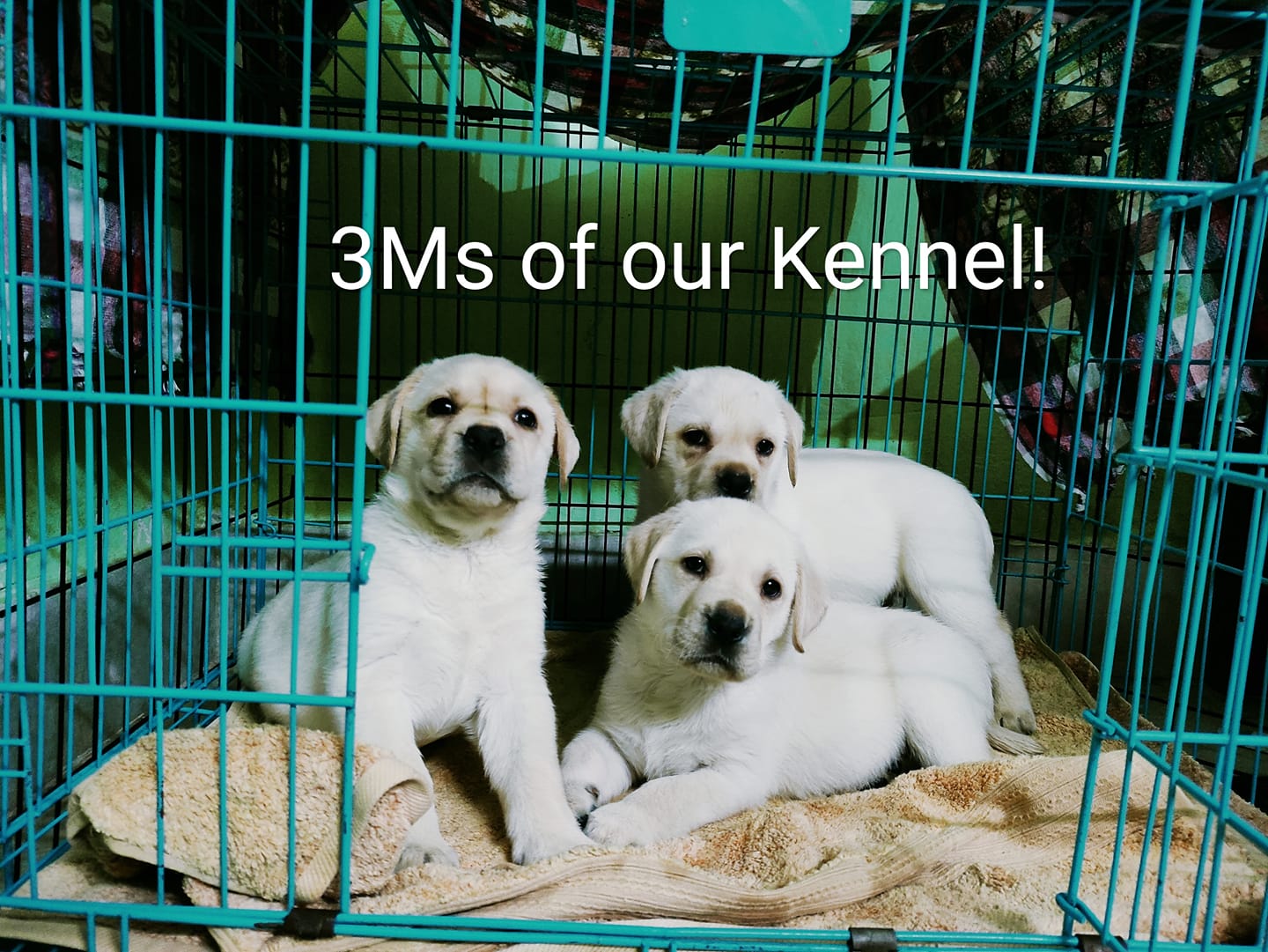 Pureline Kennel | Jalandhar