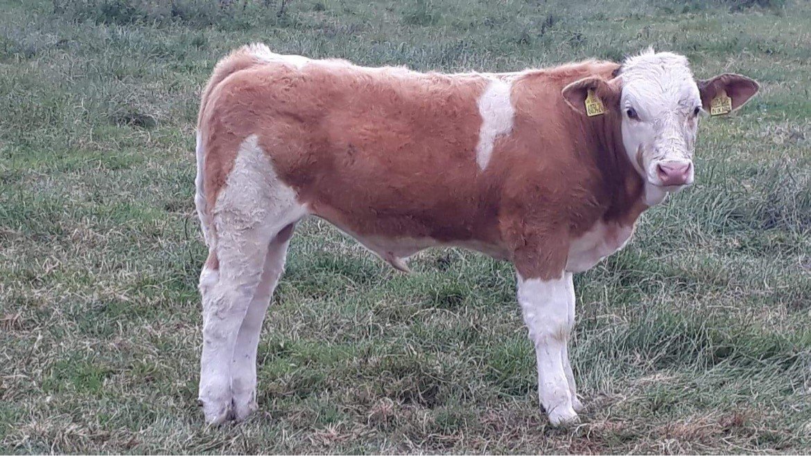 British Simmental Cattle Society - Halfacre NikNak 23/02/22 http://abri ...