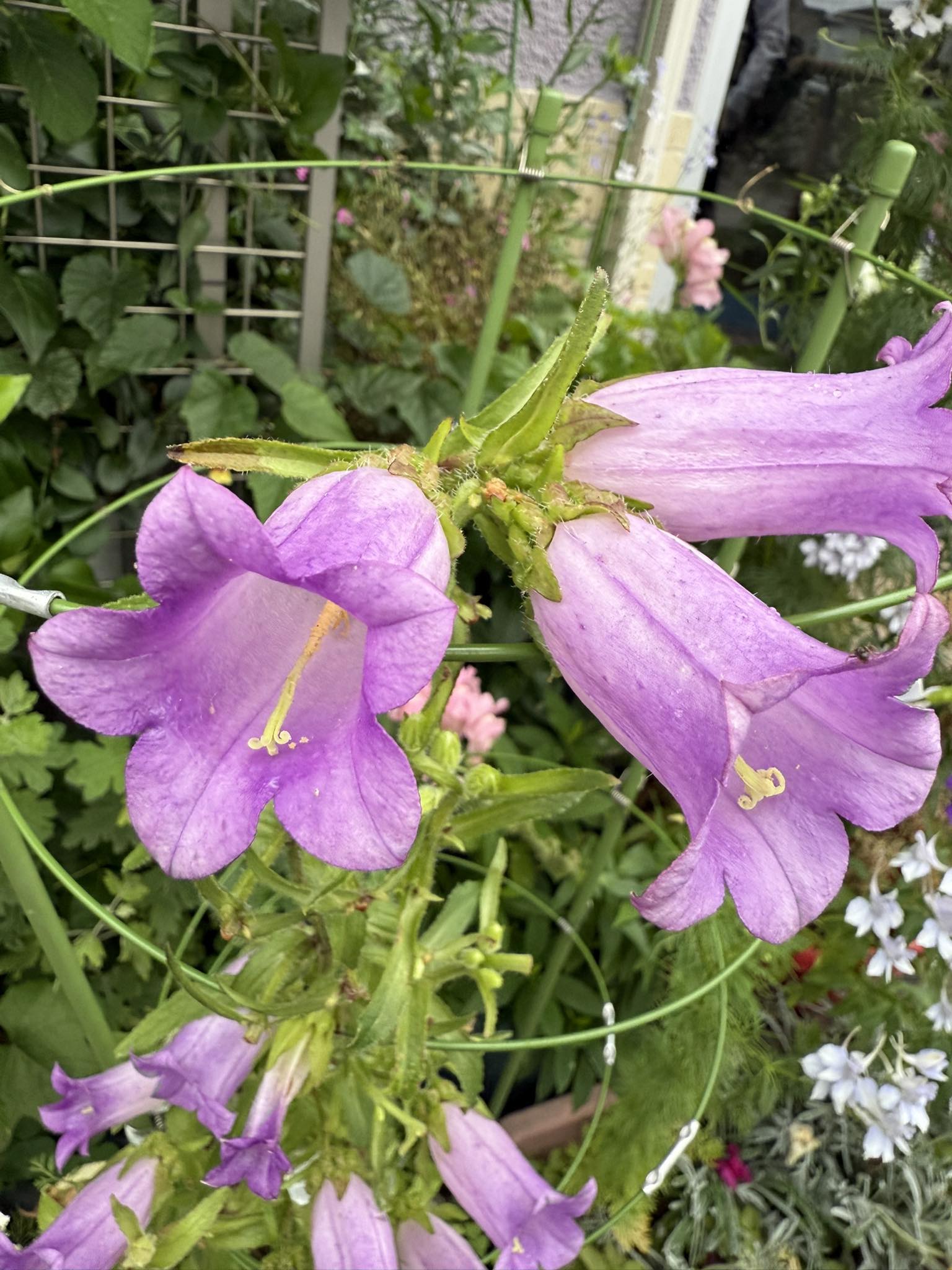 32 Flowers that Look like Bells