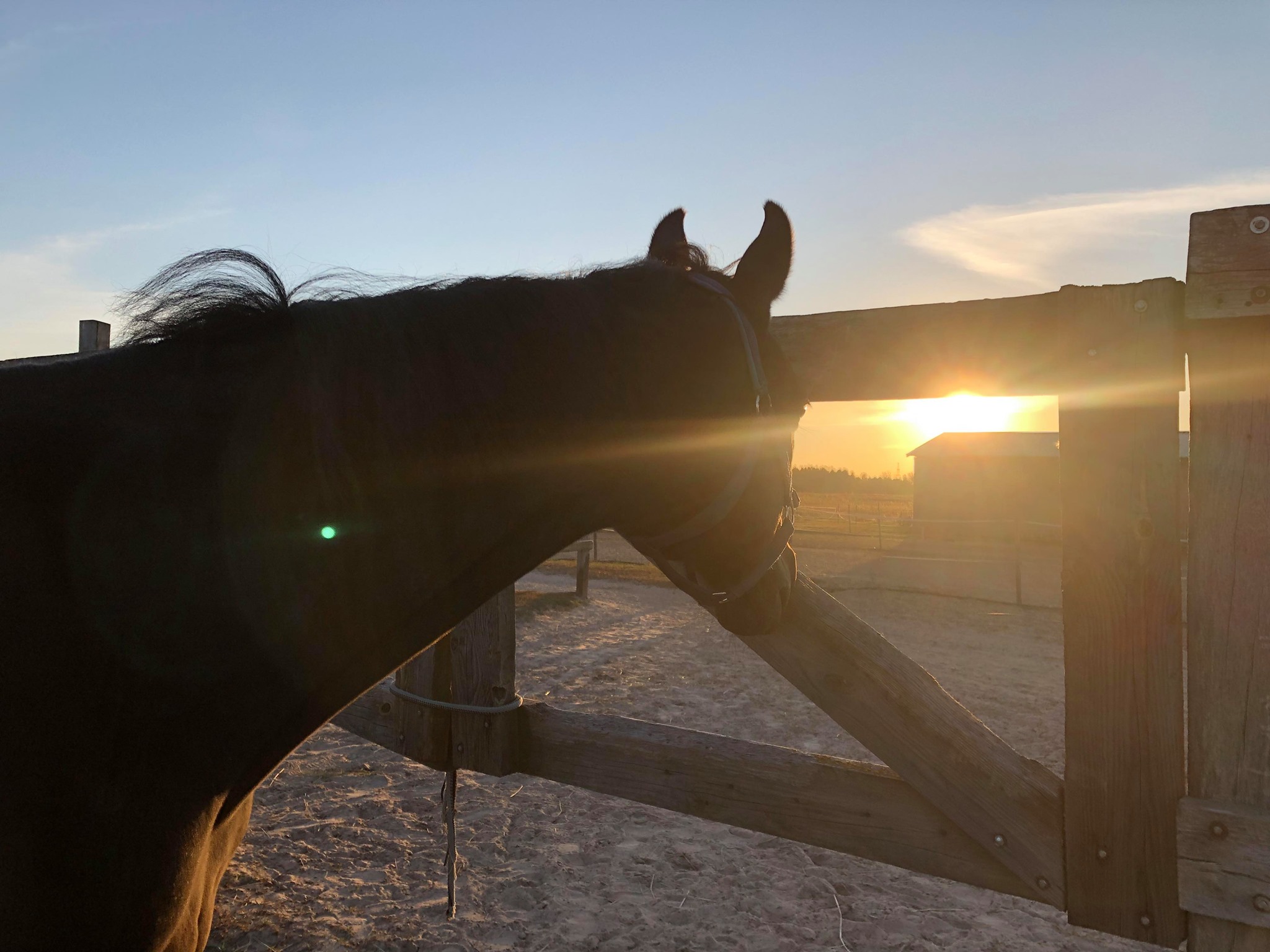 horse-paradise