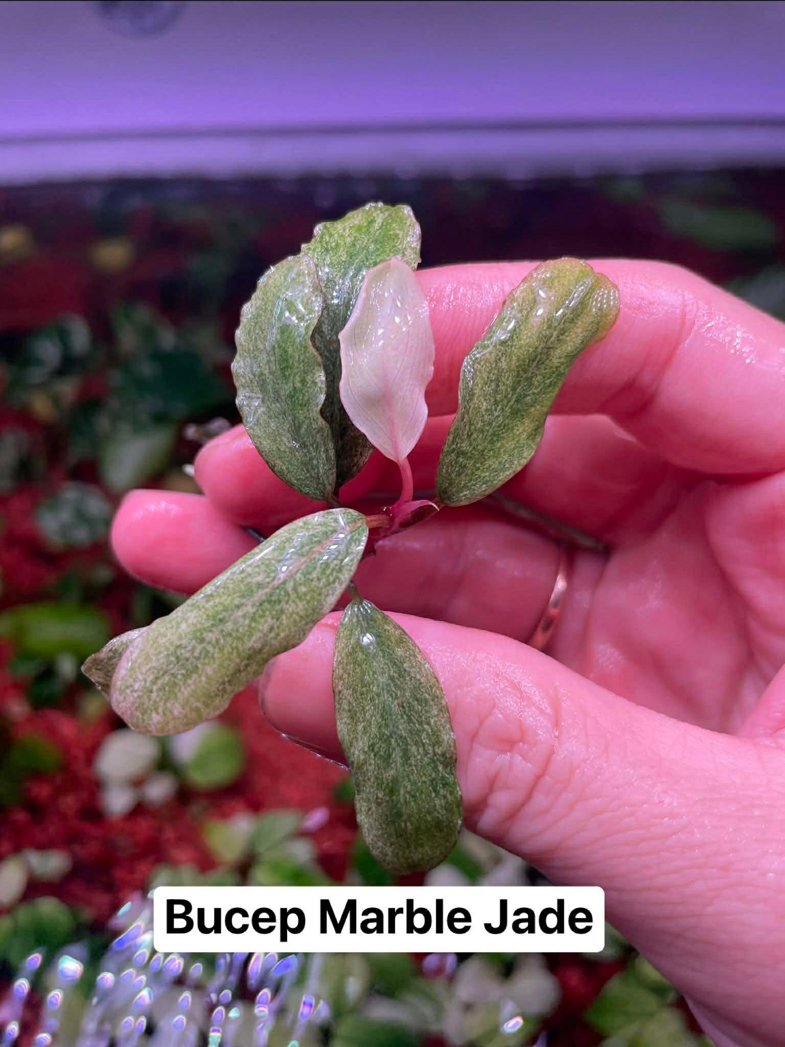 Some new and rare bucephalandra plants. :d just awesome